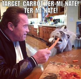 Arnold feeding donkey memes