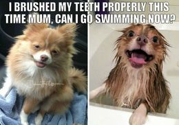 Dog in a bath funny memes