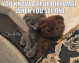 Sweet kittens diplomats memes