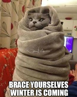 Winter is coming cat memes