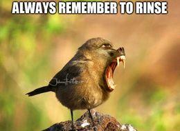 Remember to rinse memes