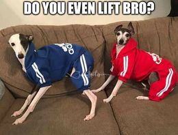 Do you even lift dogs memes