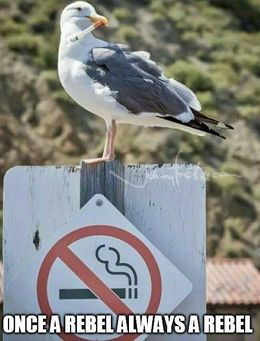 Once a rebel memes