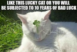 Lucky cat memes
