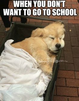 Go to school memes