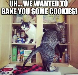 Bake cookies memes