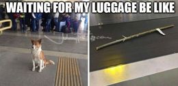 My luggage memes