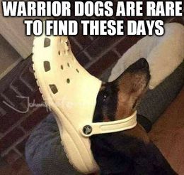 Warrior dogs memes