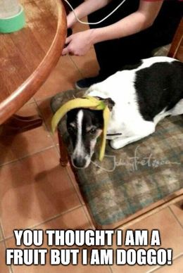 Dog and banana memes