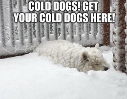Cold dogs memes