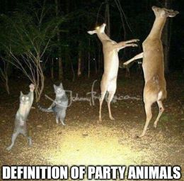 Party animals memes