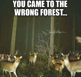 The wrong forest memes