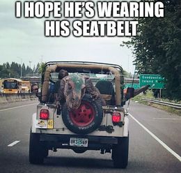 Wearing seatbelt memes