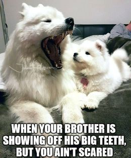 Big teeth memes
