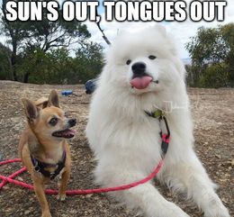 Tongues out memes