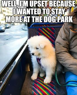 Dog park memes