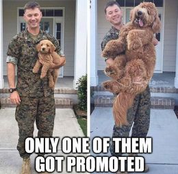 Got promoted memes