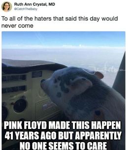 Pink floyd memes