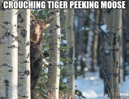 Crouching tiger memes