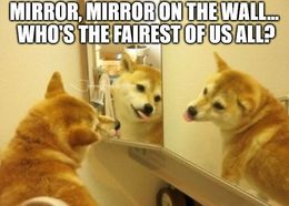 Mirror on the wall memes