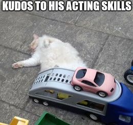 Acting skills memes