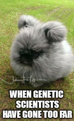 Genetic scientists memes
