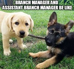 Branch manager memes