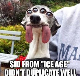 Sid from ice age memes