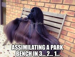 Park bench memes