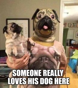 Loves his dog memes