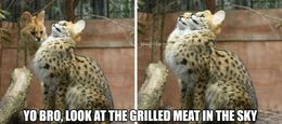Grilled meat memes