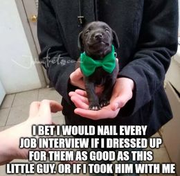 Every job interview memes