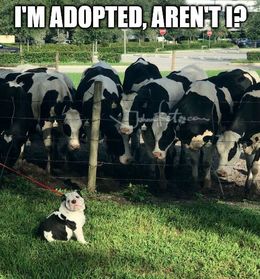 Im adopted memes