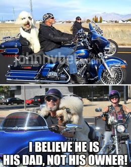 His owner memes