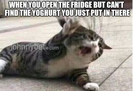 Open the fridge memes