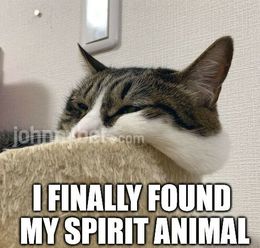 My spirit animal memes