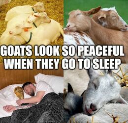 Goats memes