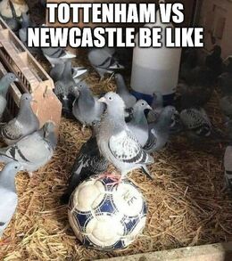 Vs newcastle memes