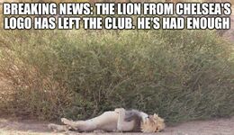 The lion memes