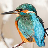 Eisvogel
