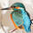 Eisvogel