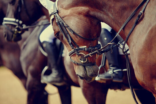William Hill horse racing live stream