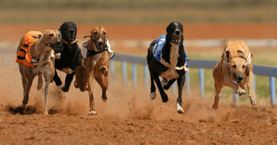 Predicciones deportivas expertos premios dinero