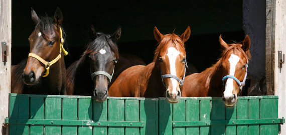 William Hillで競馬予想