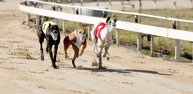 Greyhounds tips and predictions