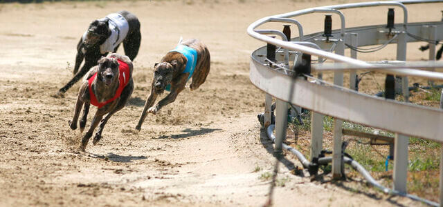 Greyhounds betting odds