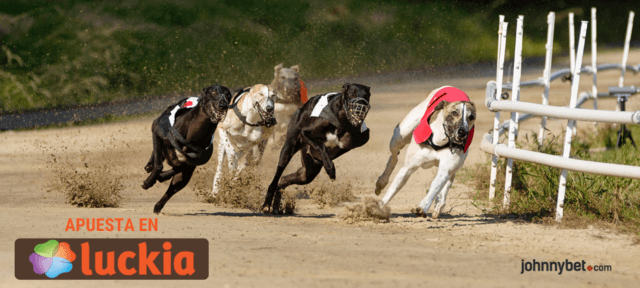 Carreras de perros galgos online