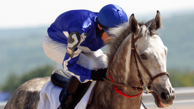 galoppsport betting